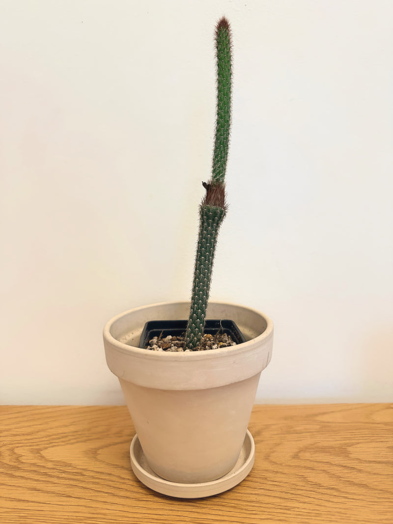 Arrojadoa Penicillata