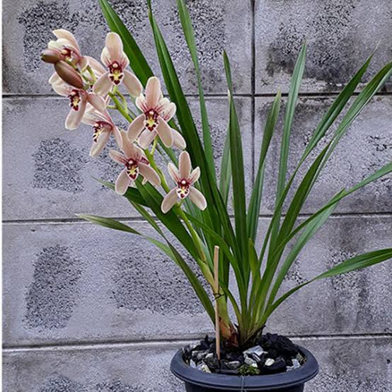 Cymbidium Litttle Nyonya #1 (Mericlone)