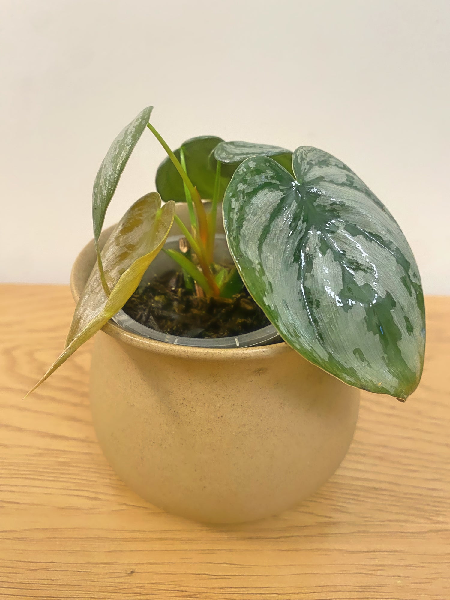 Philodendron Brandtianum