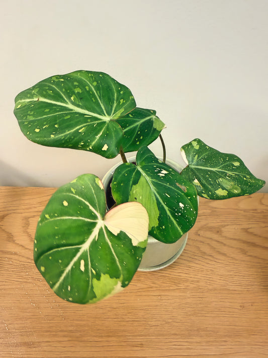 Philodendron Gloriosum Variegated (C)
