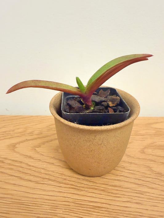 Vandachostylis TSS Taiwan Gandharva ‘12-2’ (Vanda Lou Sneary x Rhy. Gigantea)