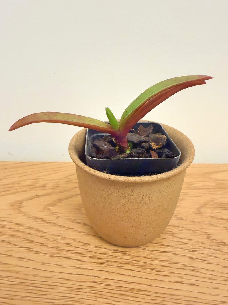 Vandachostylis TSS Taiwan Gandharva ‘12-2’ (Vanda Lou Sneary x Rhy. Gigantea)