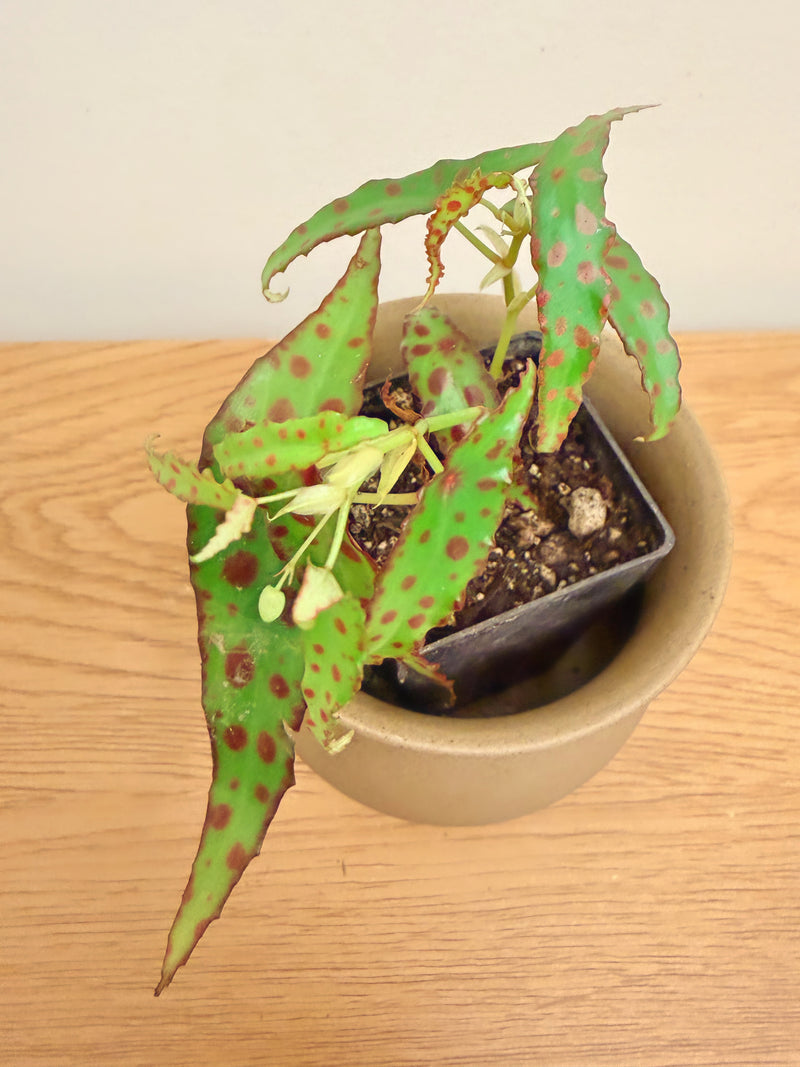 Begonia Amphioxus
