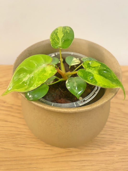 Philodendron Billitiae Variegated