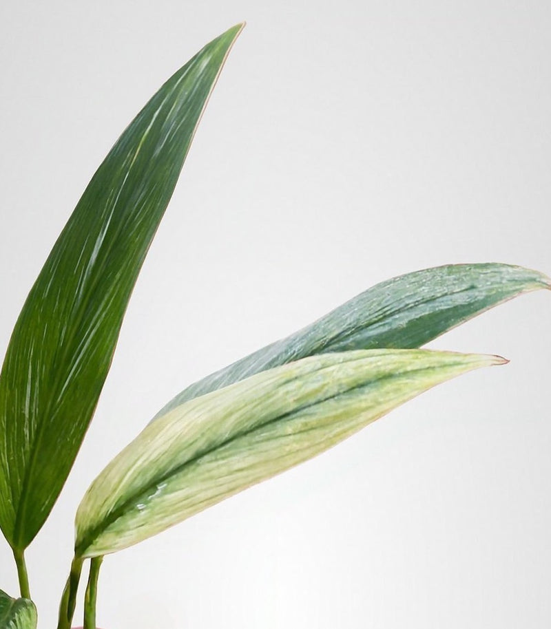 Epipremnum Amplissimum Silver Albo