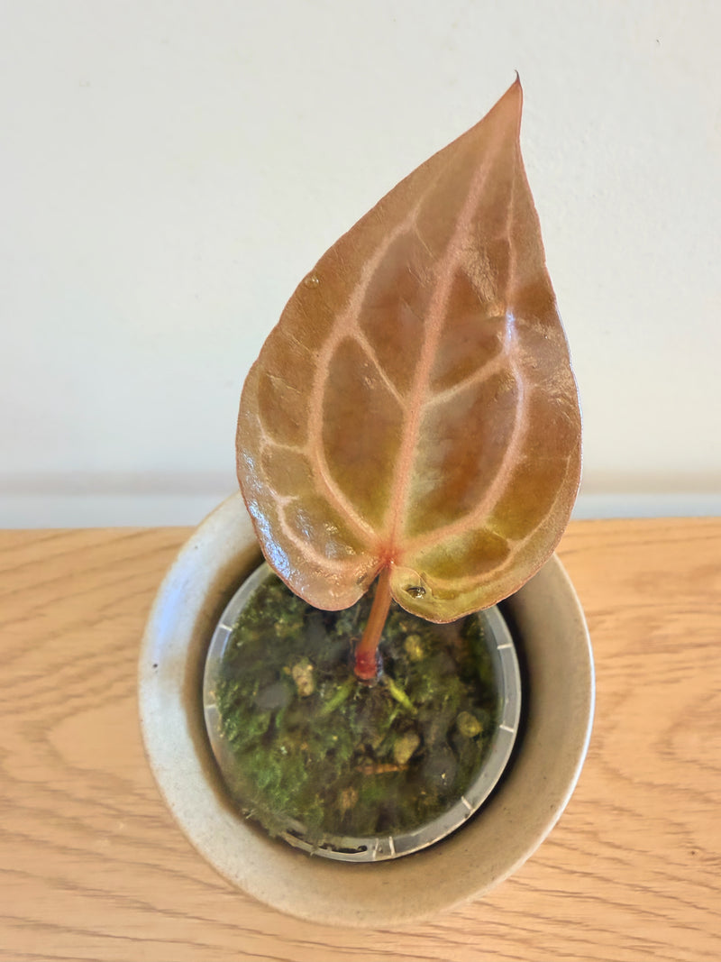 Anthurium Wonderboy x Michelle