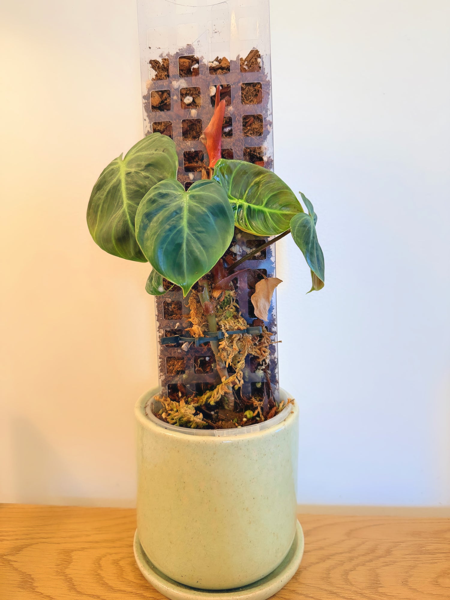 Philodendron El Choco Red