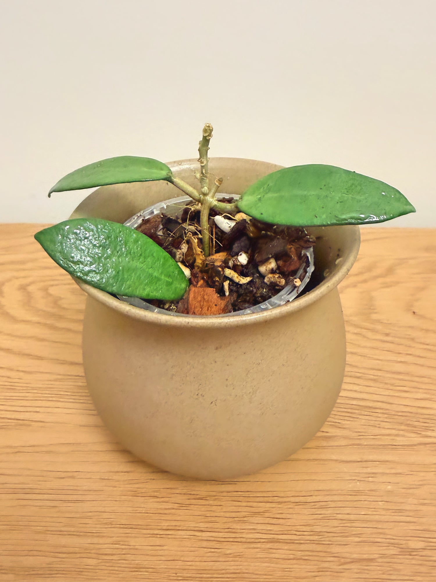 Hoya Silver Lady Dy