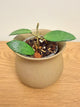 Hoya Silver Lady Dy