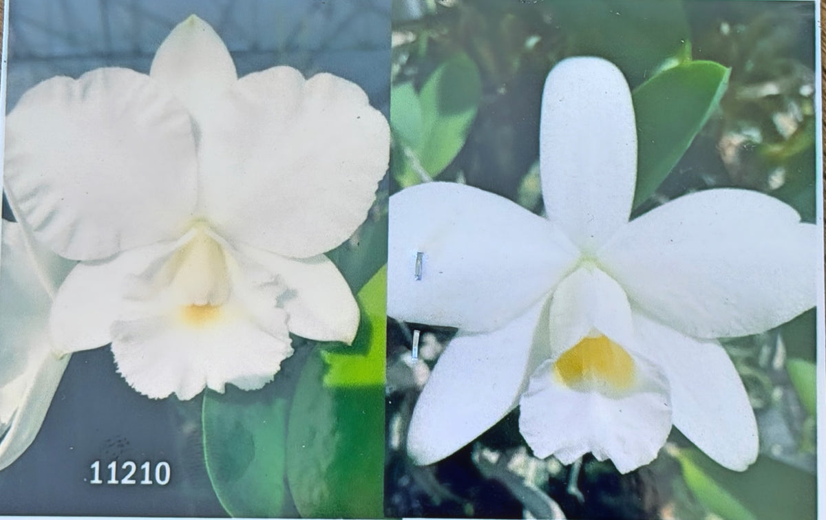 C. Victorian Lace ‘Diamond Orchids’ x L. Pumila f.alba ‘Kathleen’ AM/AOS