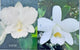 C. Victorian Lace ‘Diamond Orchids’ x L. Pumila f.alba ‘Kathleen’ AM/AOS