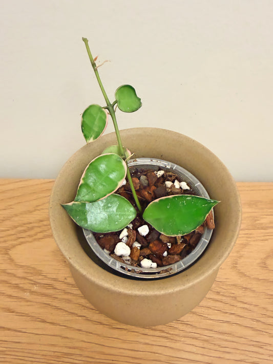 Hoya Lacunosa Asami Variegated