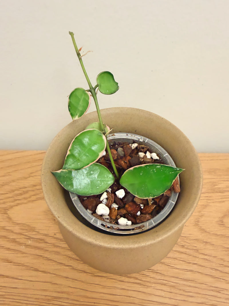Hoya Lacunosa Asami Variegated