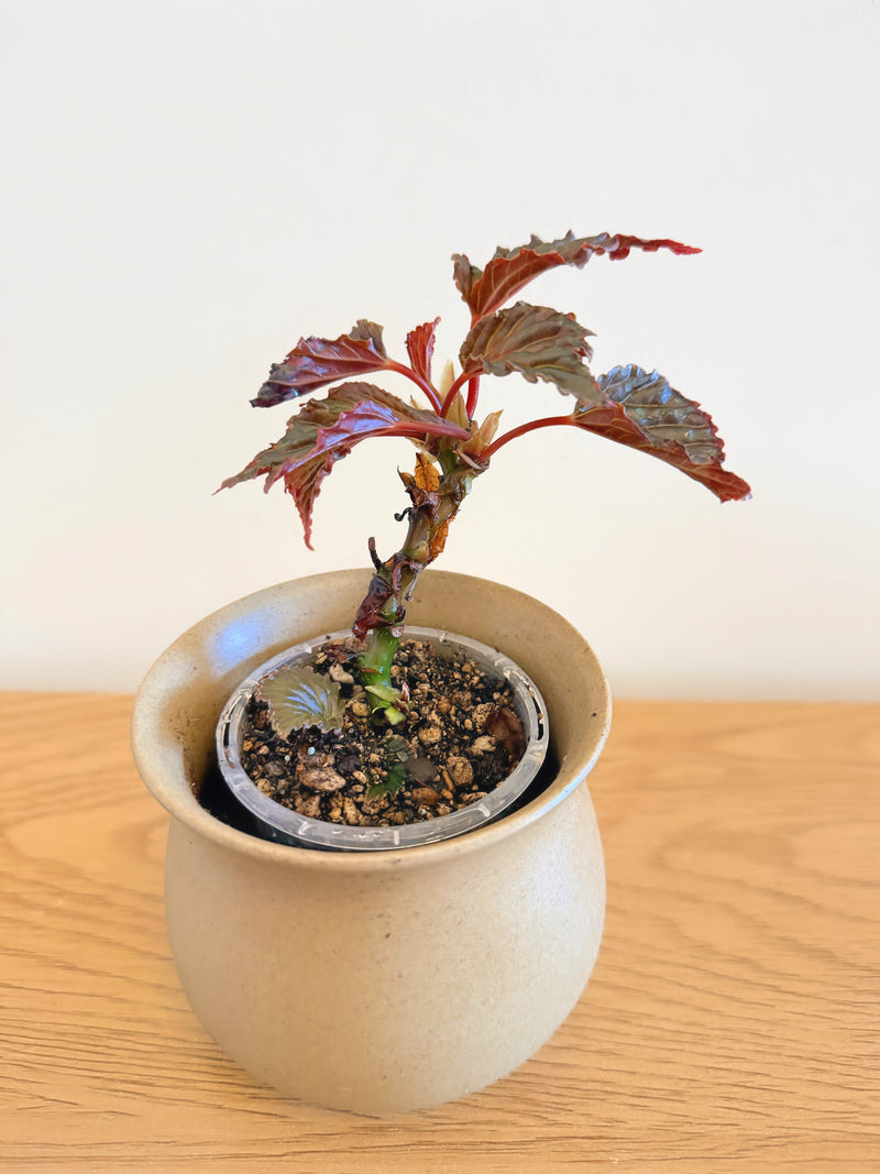 Begonia Mai Dark Devo (C)