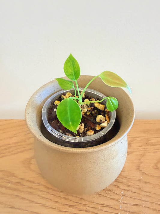 Anthurium King Veitchii