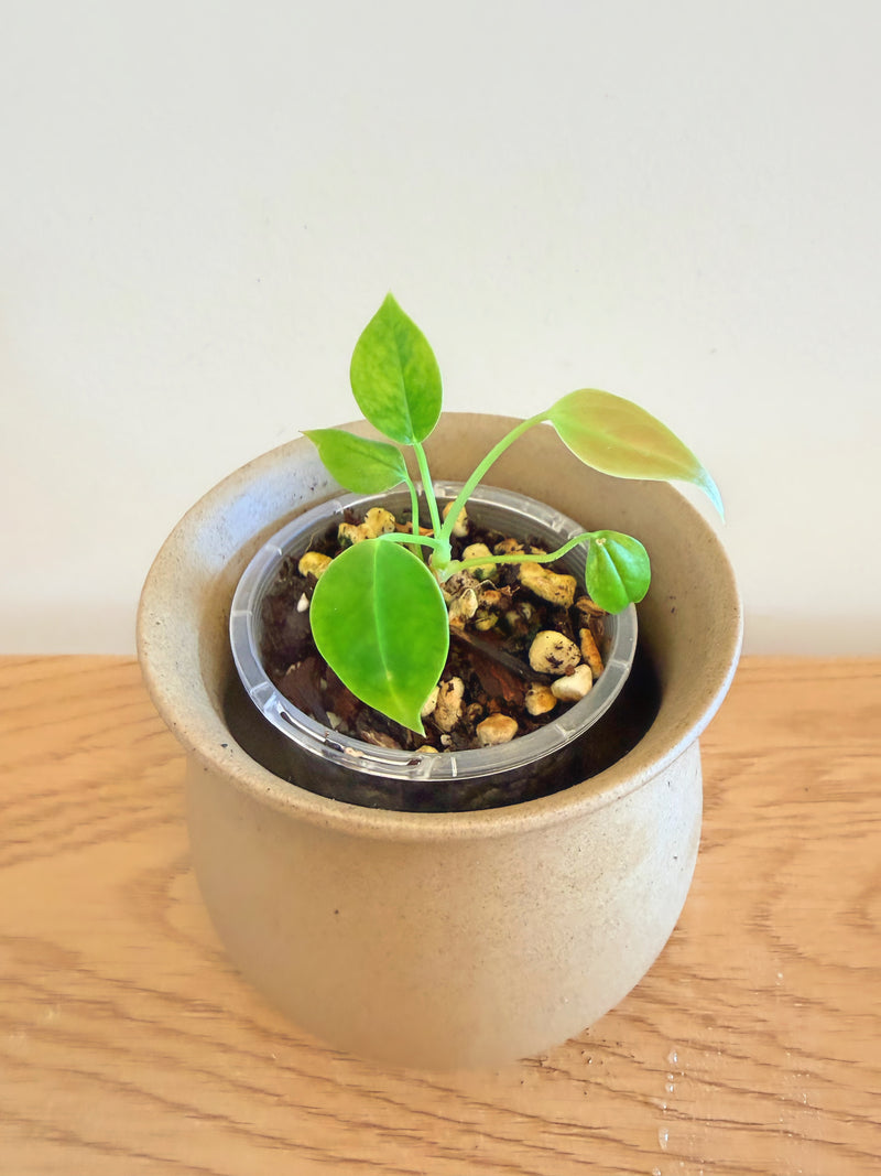 Anthurium King Veitchii