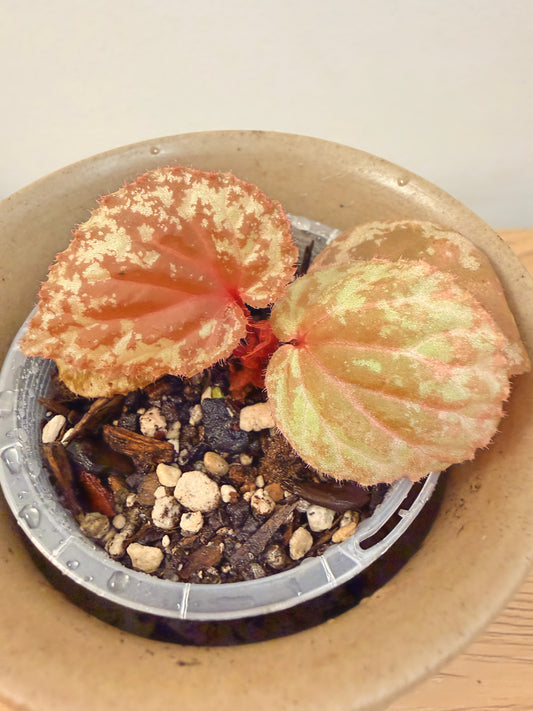 Begonia sp. aff Mendumiae