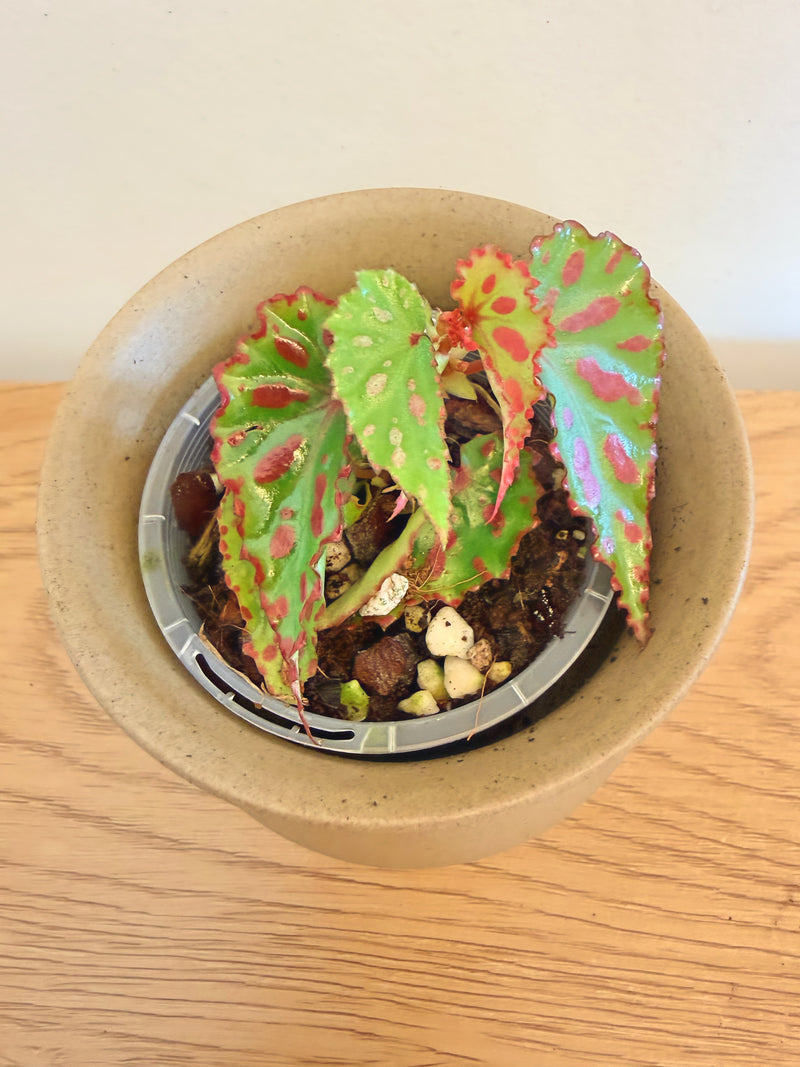 Begonia Pink Lava