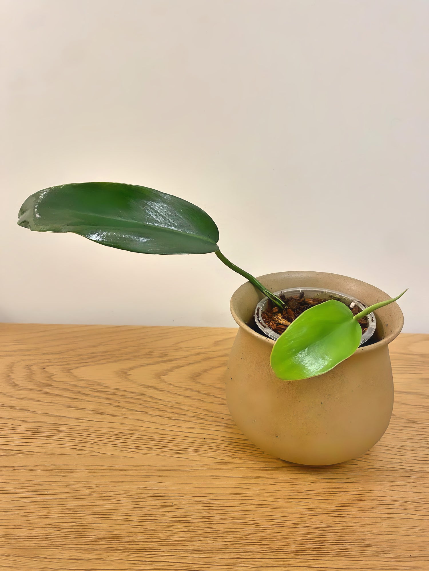 Philodendron Jerry Horne