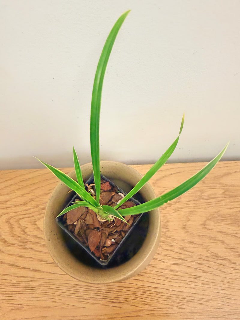 Cymbidium Golden Elf Variegated