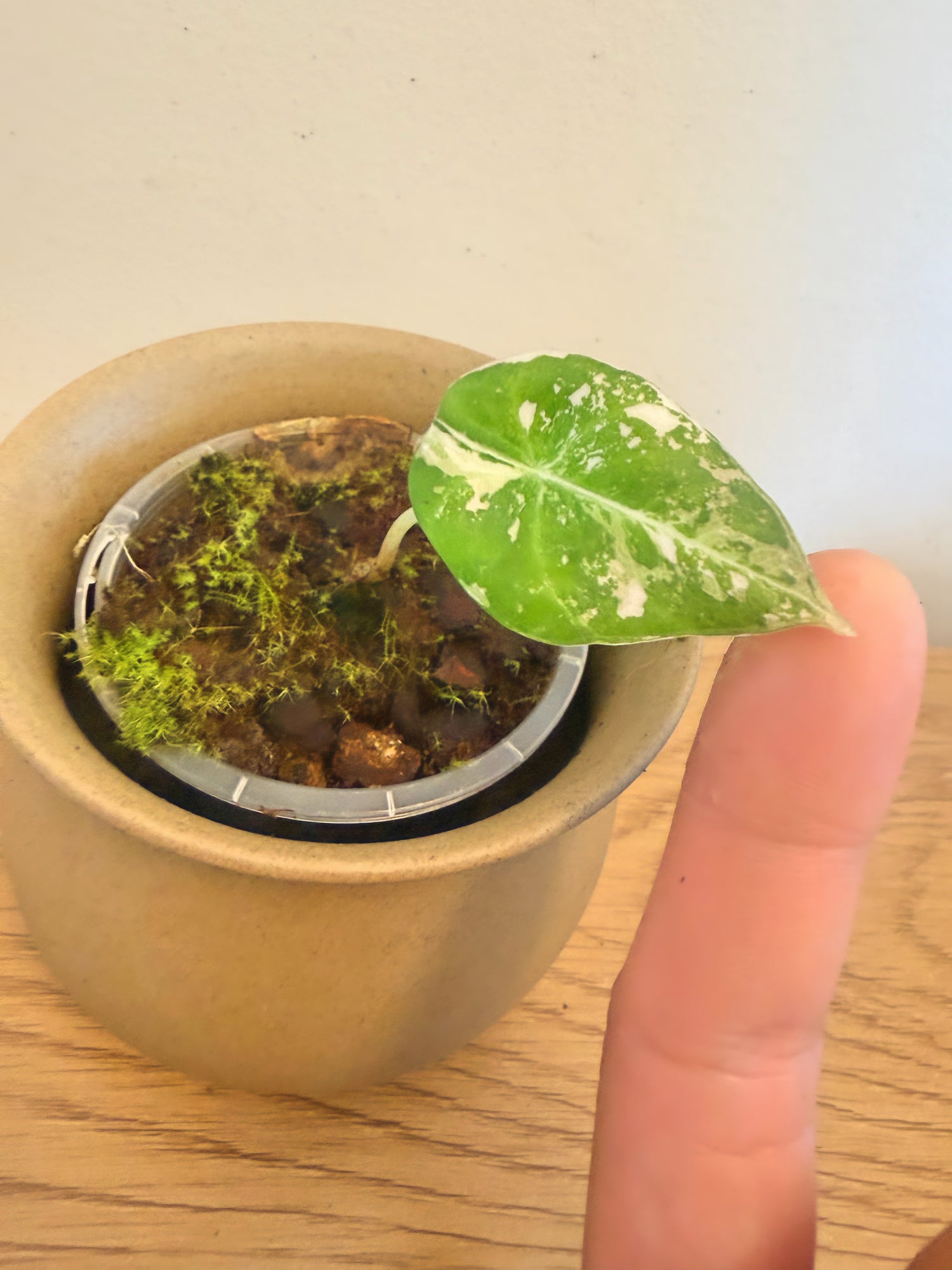 Alocasia Black Velvet Variegated (C)