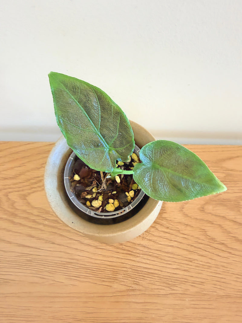 Alocasia Antoro Velvet