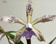 C. Leoloddiglossa ‘SVO Speckled Blue’ x C. Leoloddiglossa-Pittiae ‘Blue Summer Spots’