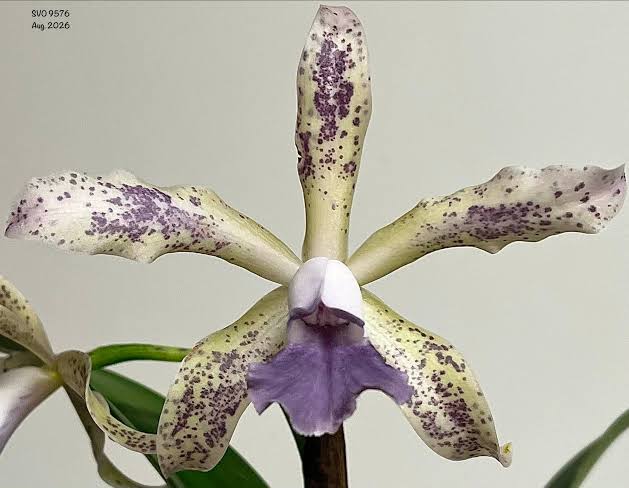 C. Leoloddiglossa ‘SVO Speckled Blue’ x C. Leoloddiglossa-Pittiae ‘Blue Summer Spots’