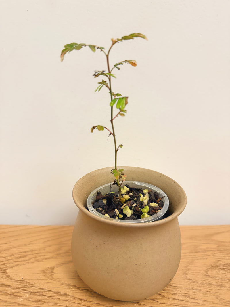 Phyllanthus Uriana Pink