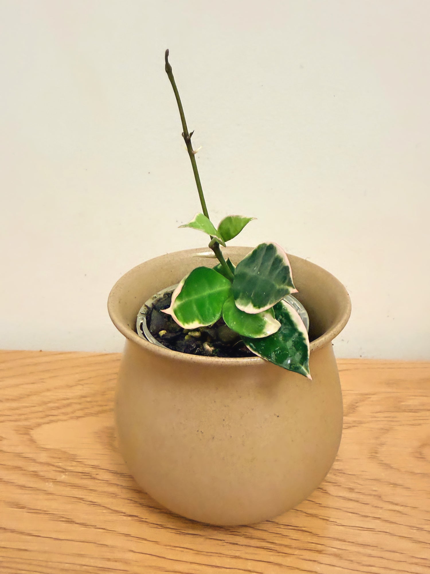 Hoya Lacunosa Asami Outer Variegated (A)