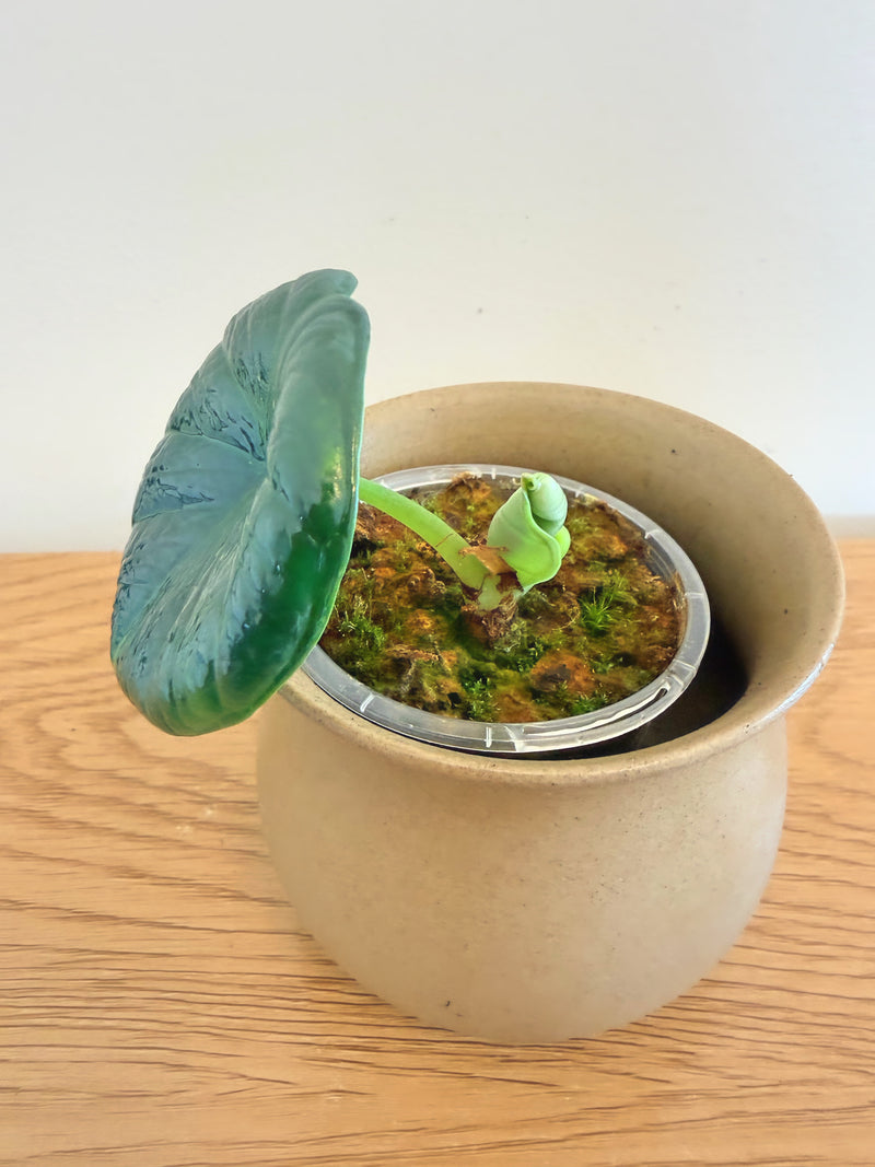Alocasia Chaii