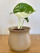 Alocasia Dragon Scale Albo