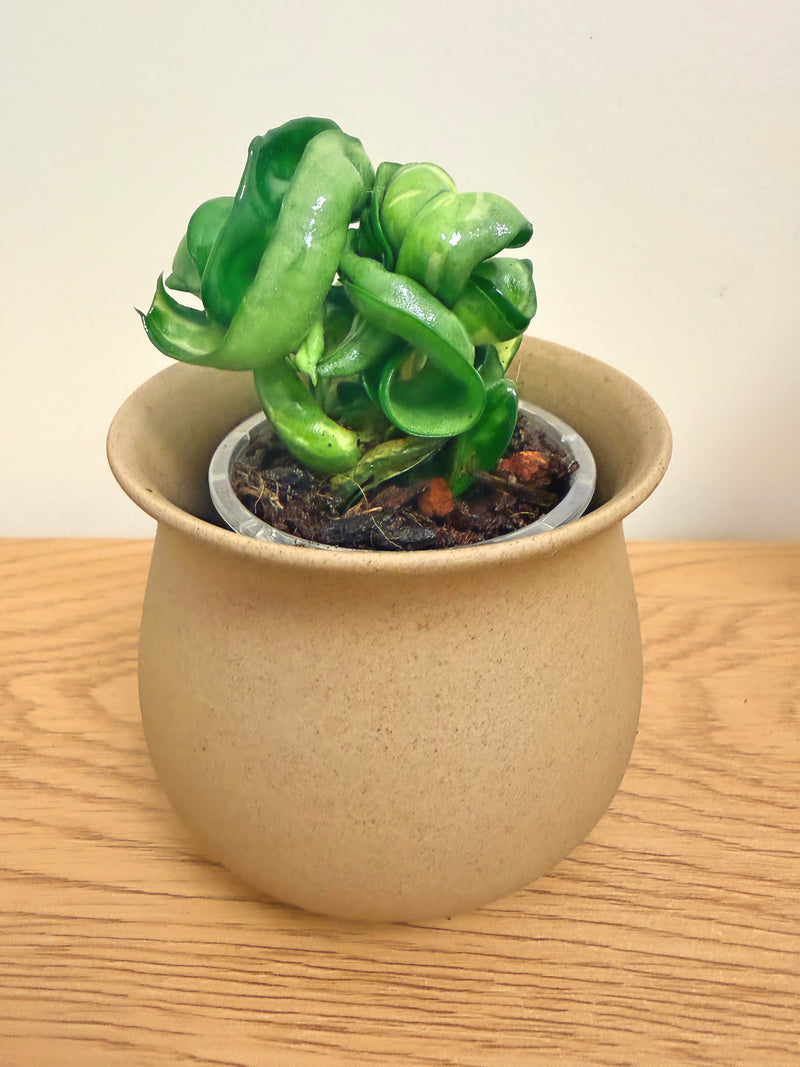 Hoya Compacta Mauna Loa