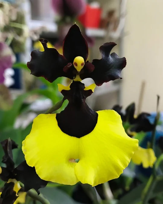 Oncidium (Gomesa) Jiaho Queen ‘Jiaho’ FCC/AOS, GM/TOGA