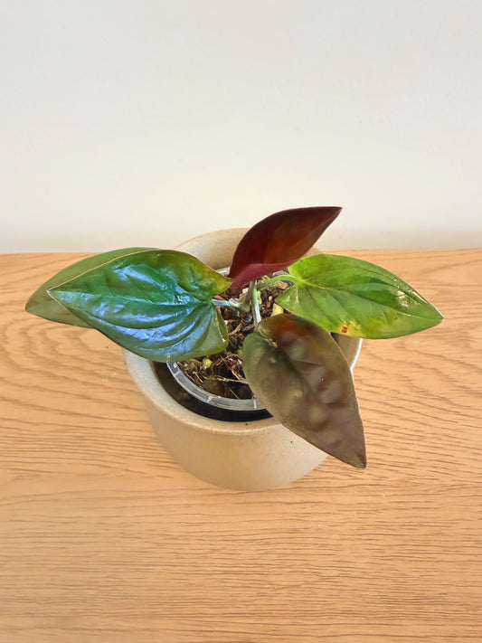 Syngonium Black