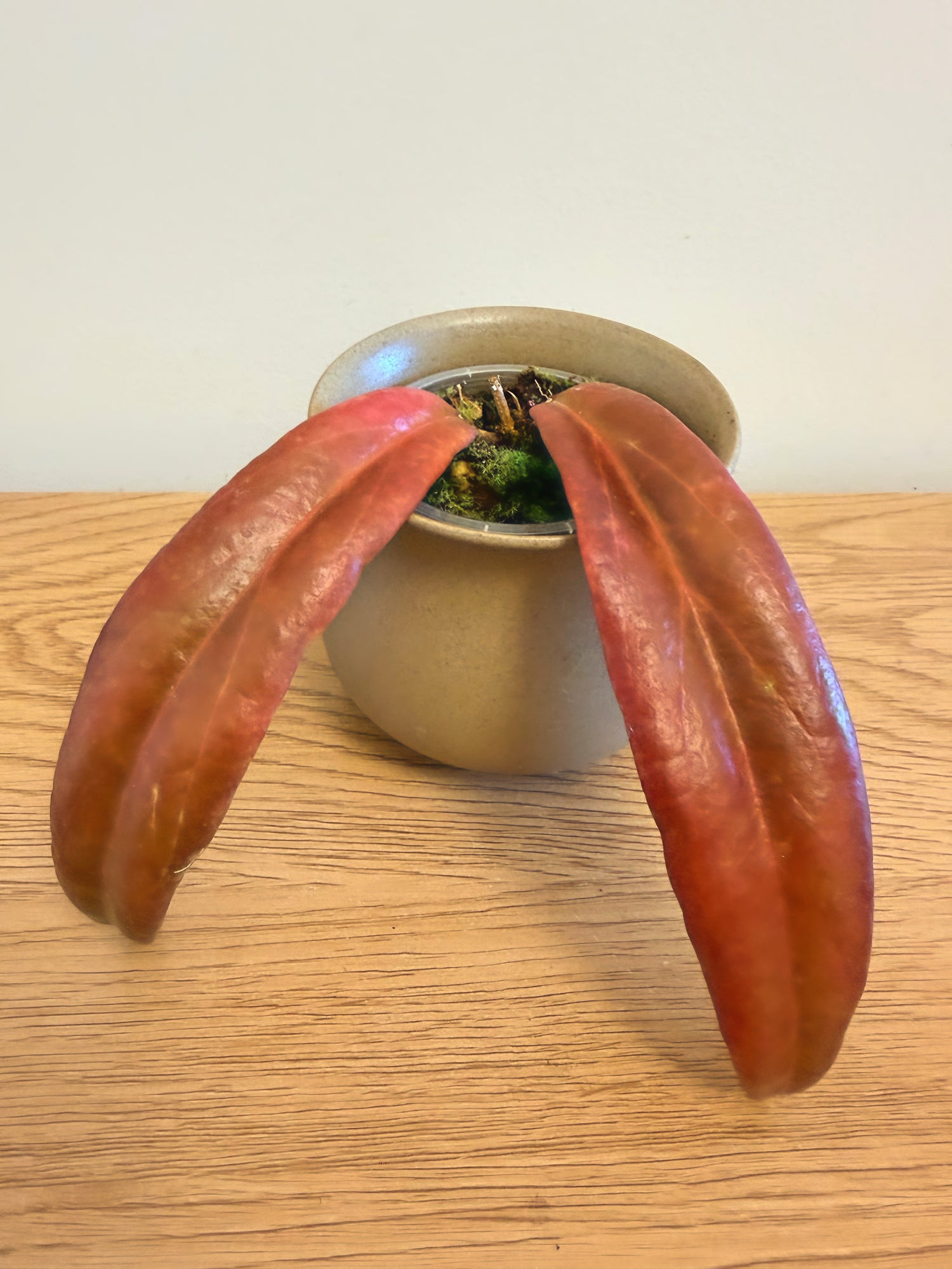 Hoya Ilagiorum Red