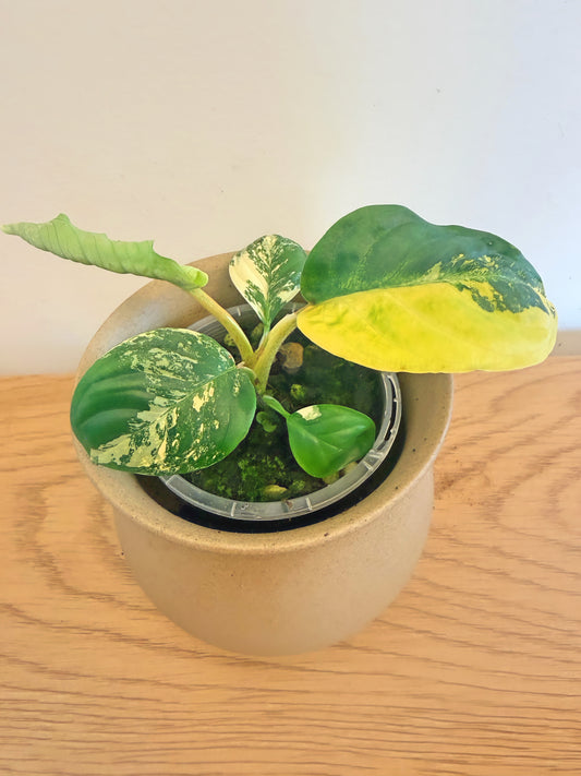 Xanthosoma Lindenii Variegated