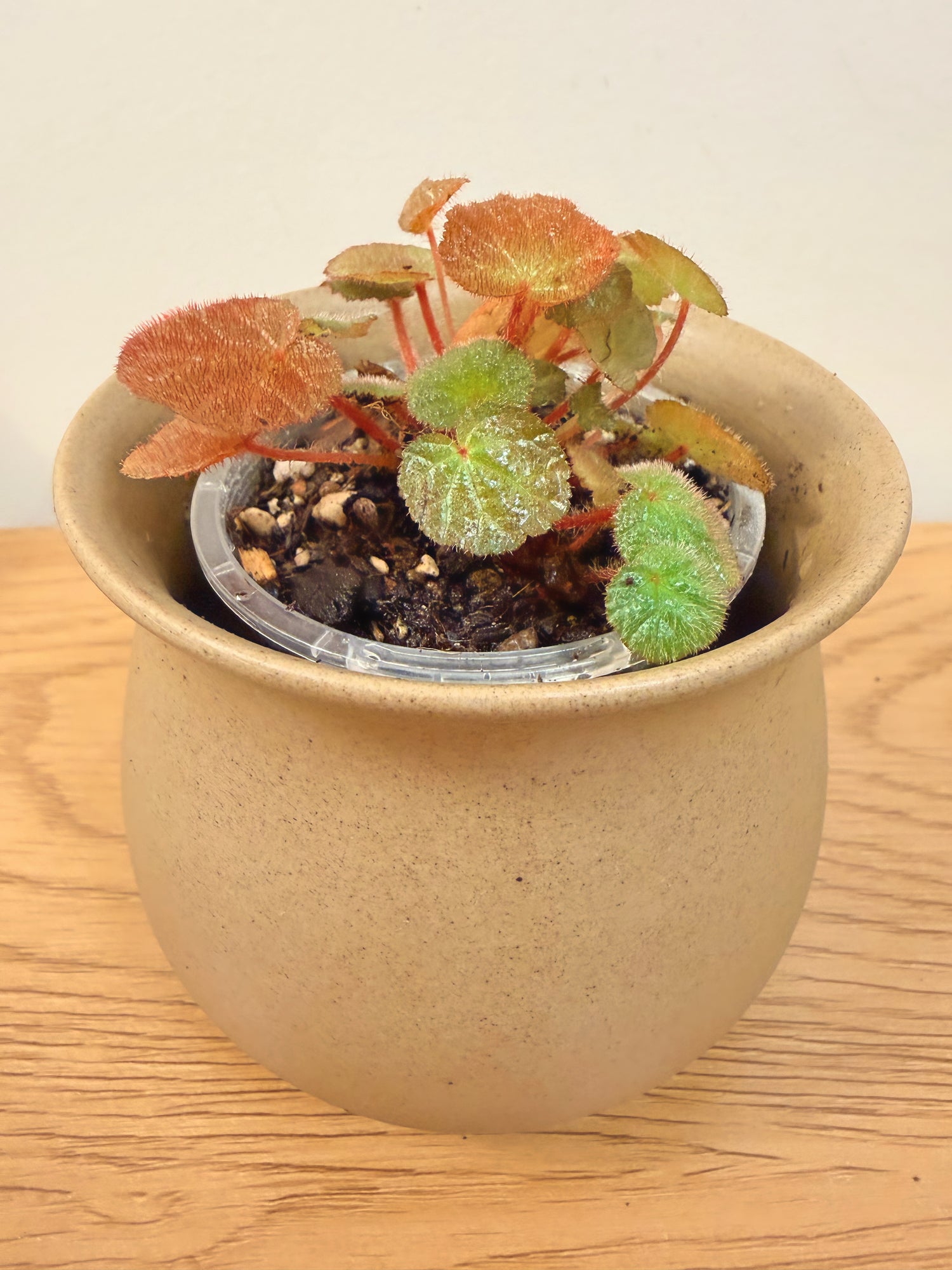 Begonia ‘Mai Whisky Angel’