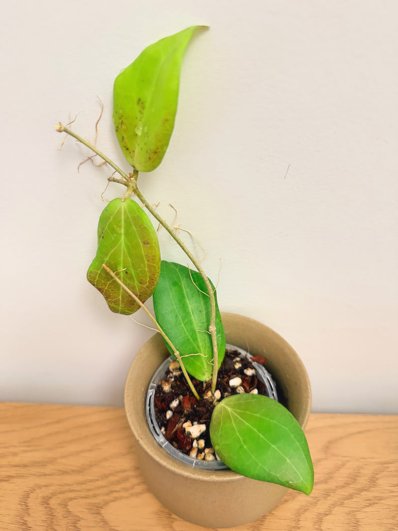 Hoya Curtis-Porcelana