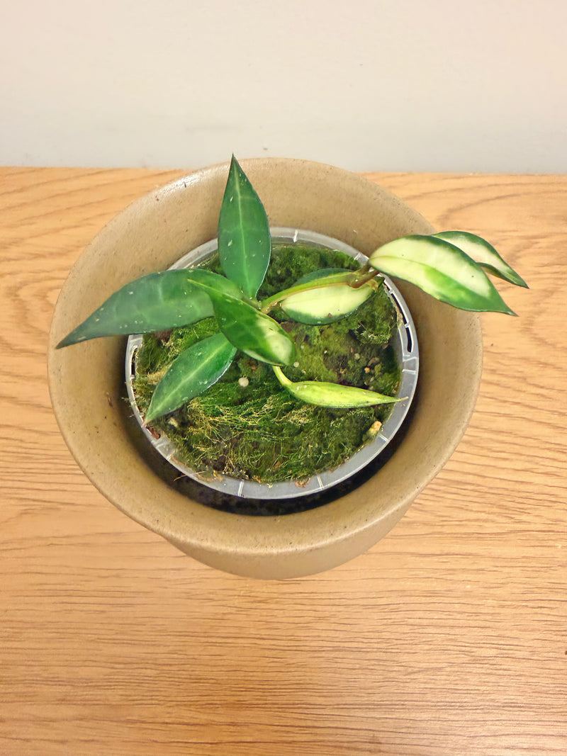 Hoya Lacunosa Variegated