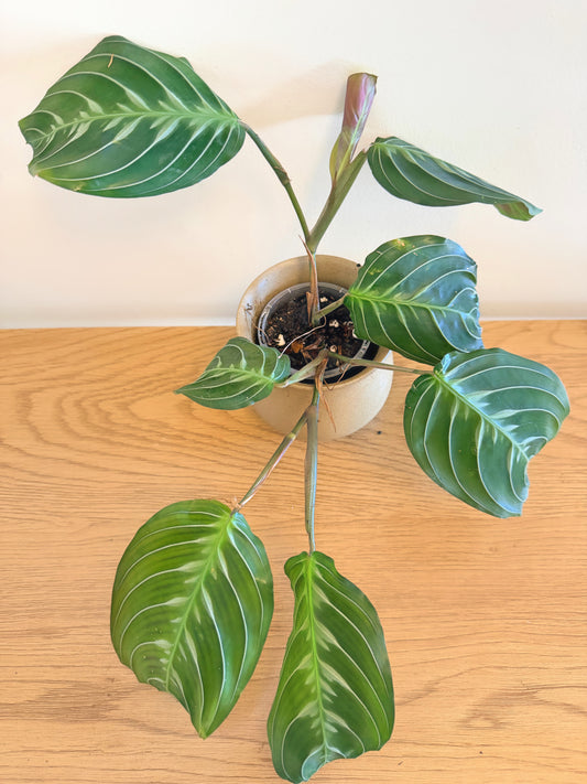 Maranta Massangeana Black (C)