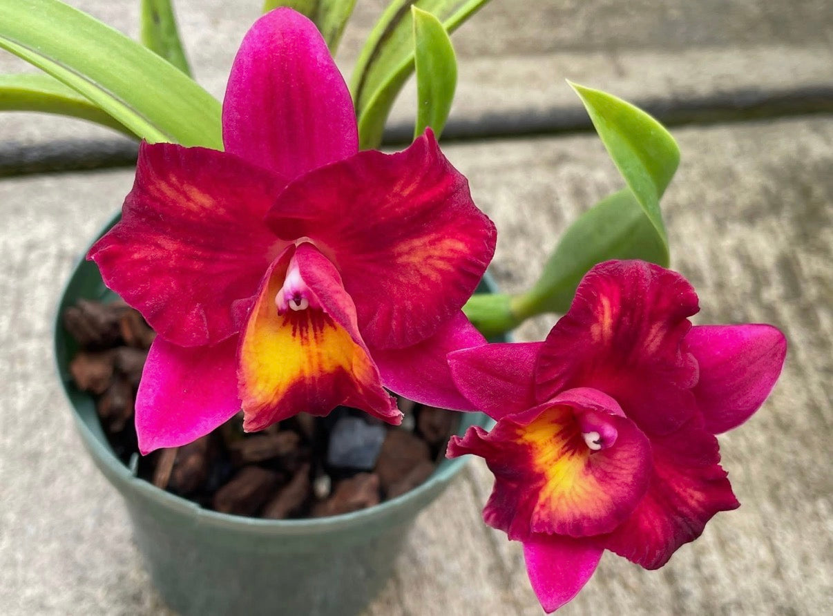 Pot. Rubescent Doll ‘SVO Perfection’ x Slc. Angel’s Fantasy ‘Solar Flair’ FCC/AOS