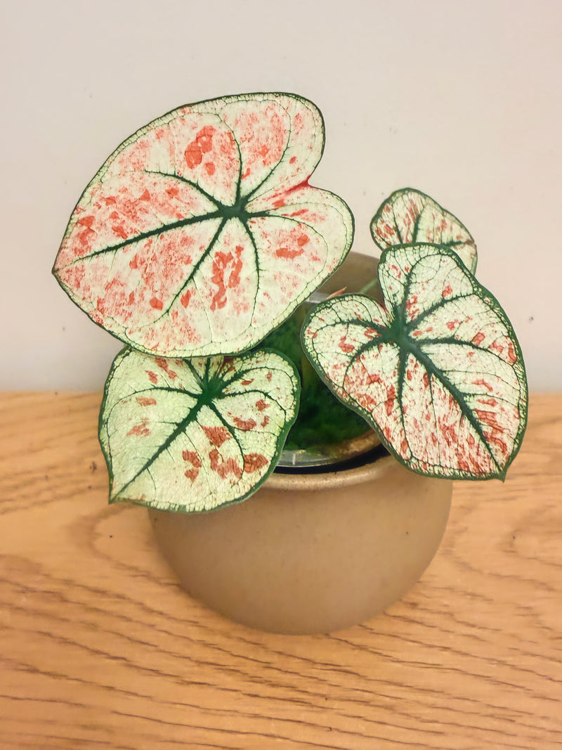 Caladium Scarlet Mary