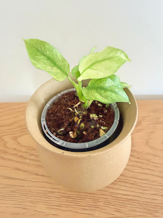 Rhaphidophora Tetrasperma Mint