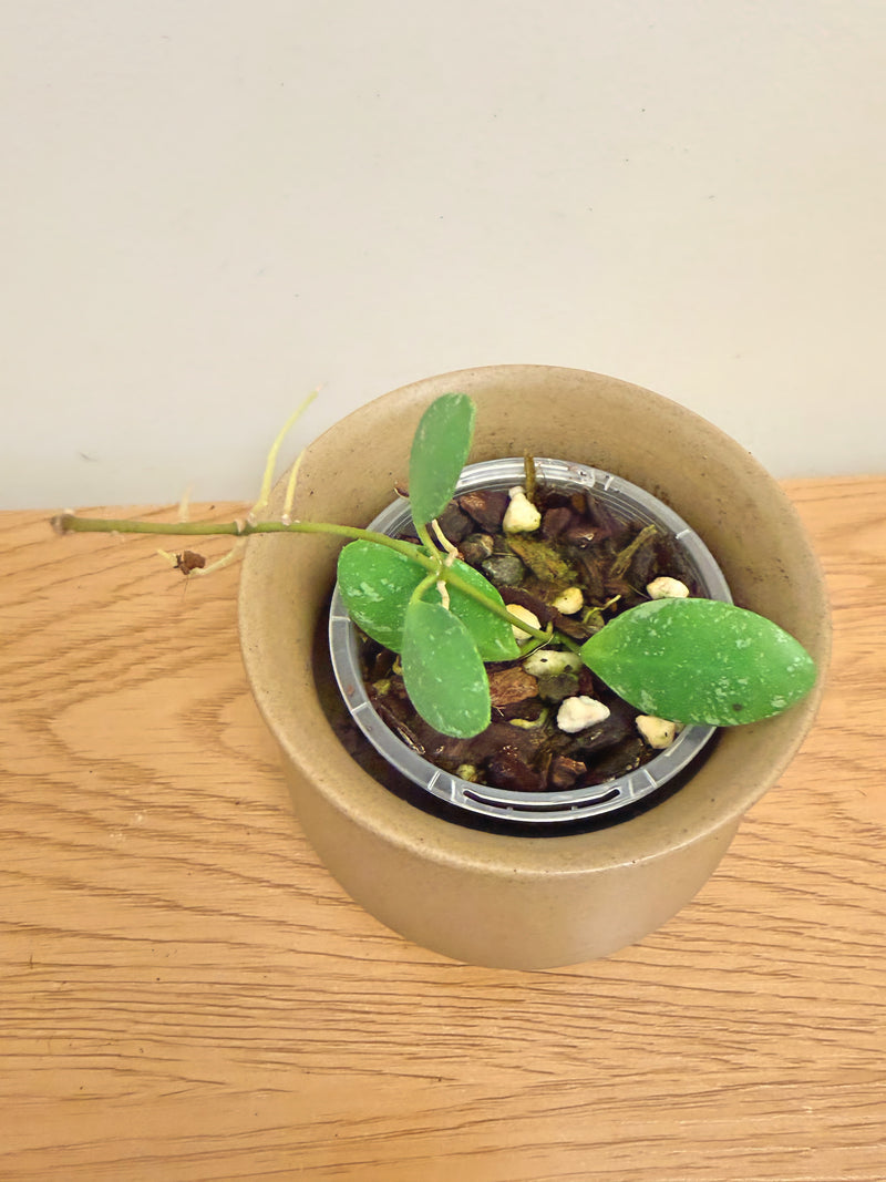 Hoya sp. ETS 10
