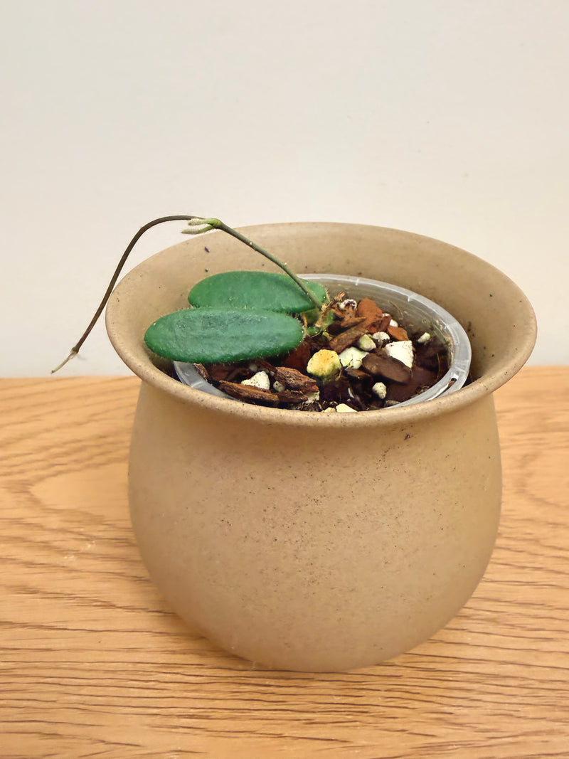 Hoya Spectatissima