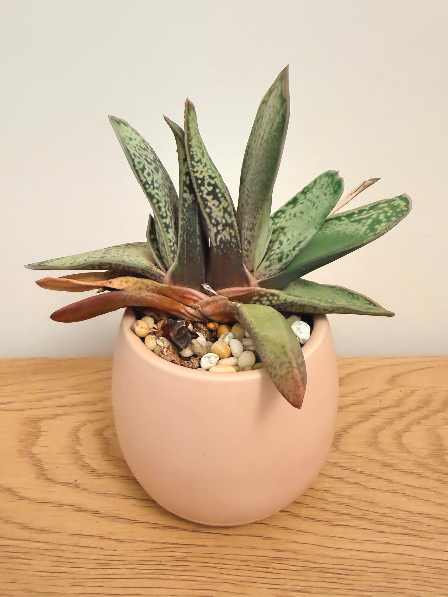 Gasteria ‘Black Goes Spotty’
