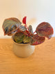 Begonia ‘Mai Dark Galaxy’