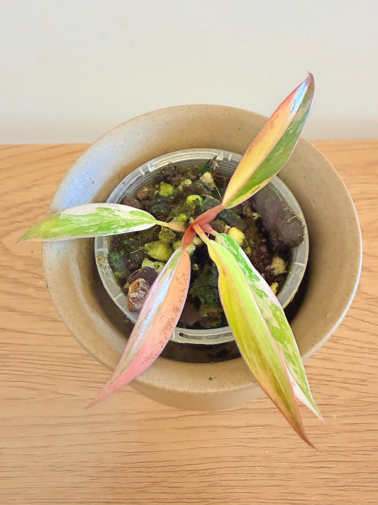 Philodendron Caramel Marble (B)