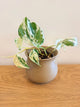 Scindapsus Variegated